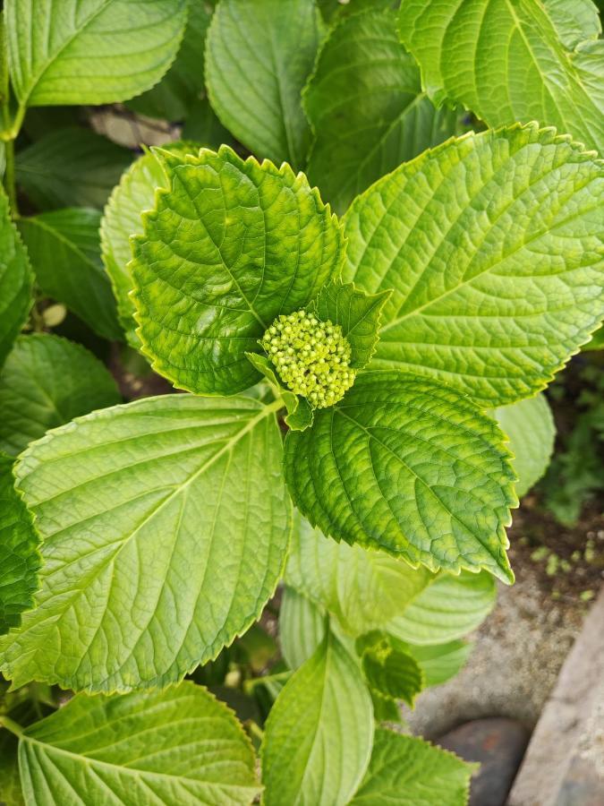 شقة Le Jardin Du Controleur فالنس المظهر الخارجي الصورة